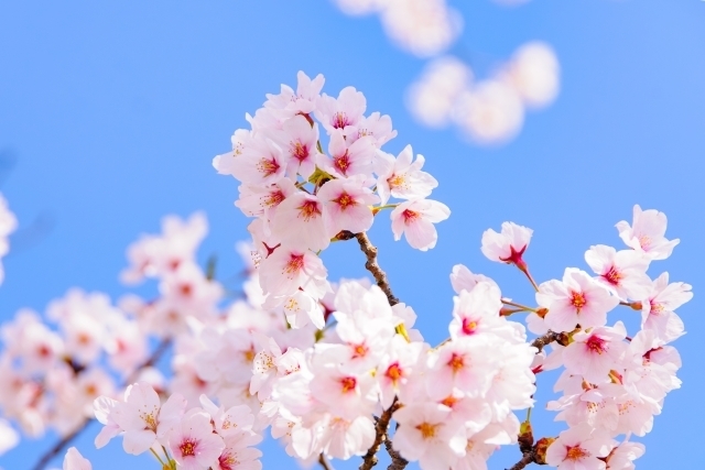 桜をおしゃれに撮るアイデア