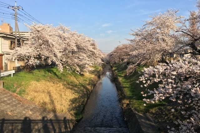 桜をおしゃれに撮るアイデア