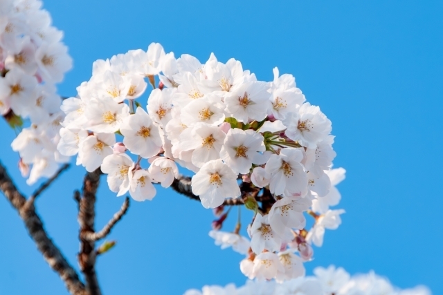 桜をおしゃれに撮るアイデア