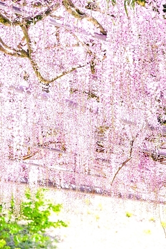 桜をおしゃれに撮るアイデア