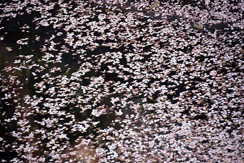 桜をおしゃれに撮るアイデア