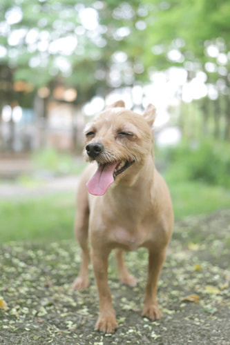 EOS 5D Mark IV｜作例｜ライカとの比較