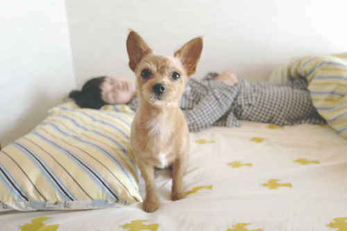 LeicaQ typ116 Summilux28mm F1.7 ASPH｜作例｜女性と犬