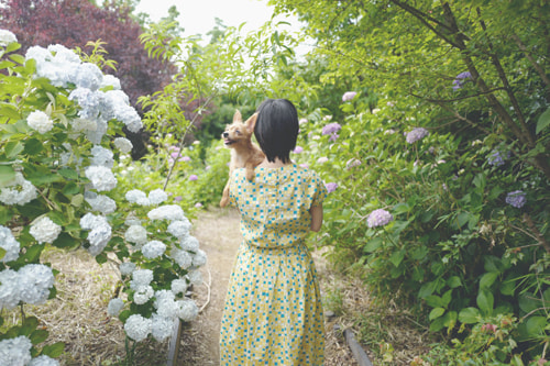 LeicaQ typ116 Summilux28mm F1.7 ASPH｜作例｜紫陽花