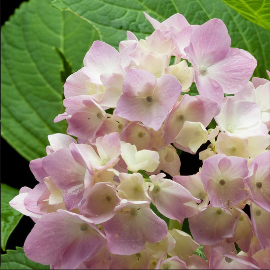 Planar80mm f2.8の作例｜桜