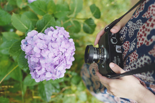 紫陽花のおしゃれな撮り方｜紫陽花の写真を撮る女性