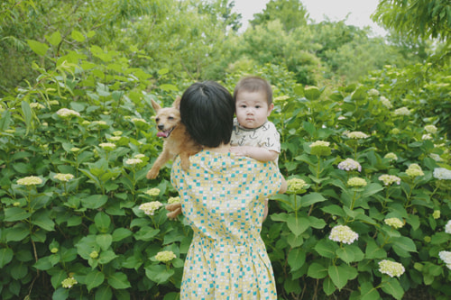 紫陽花のおしゃれな撮り方｜背景に紫陽花