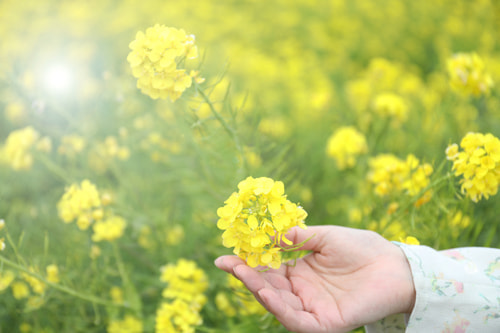 菜の花ポートレート｜菜の花の撮り方｜初心者でも映えるコツとおすすめ構図