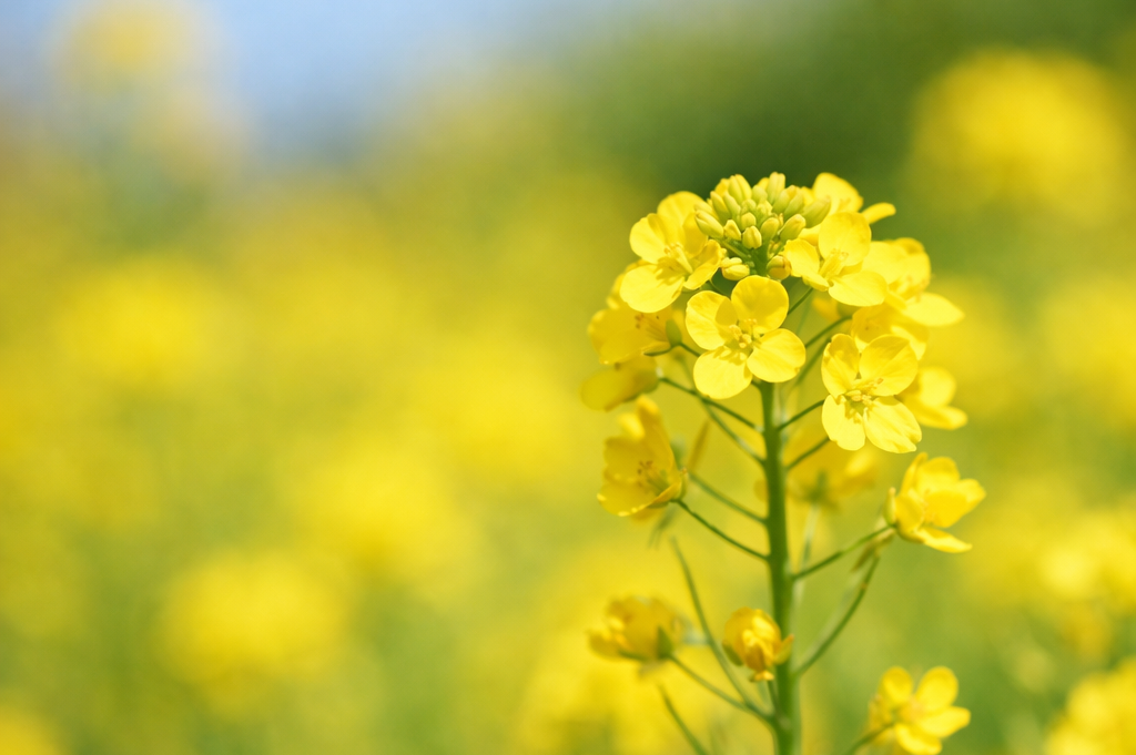 背景をぼかす｜菜の花の撮り方｜初心者でも映えるコツとおすすめ構図