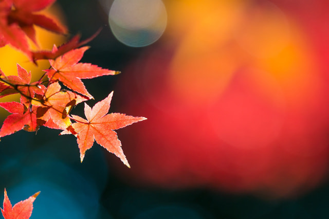 紅葉の撮り方｜初心者でも美しく撮れるテクニック
