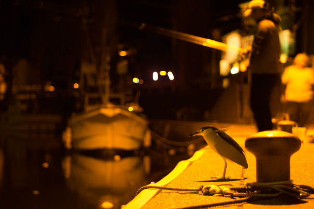 三崎港エギング教室