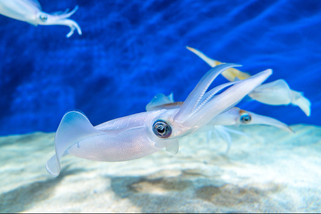 スクイッドマニア・ワイルドチェイスの記事