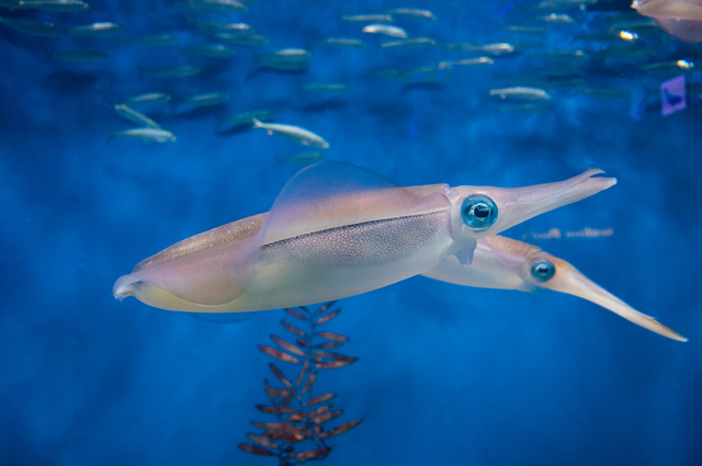 エギングでケンサキイカを釣るメソッド(三浦半島、三崎港、城ヶ島)