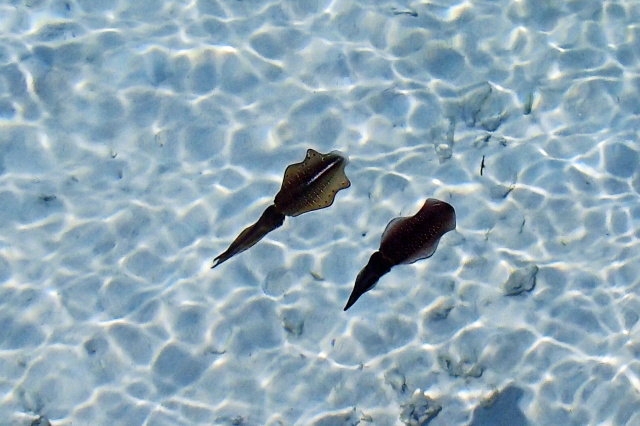 ただ巻きエギングは釣れる！やり方、スピード、向いてるエギ、昼＆夜