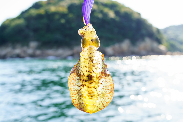 SUP(カヤック、ボート)エギングでイカを釣る