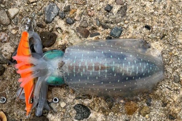 秋イカエギング｜エギのスピードアップと沈下姿勢