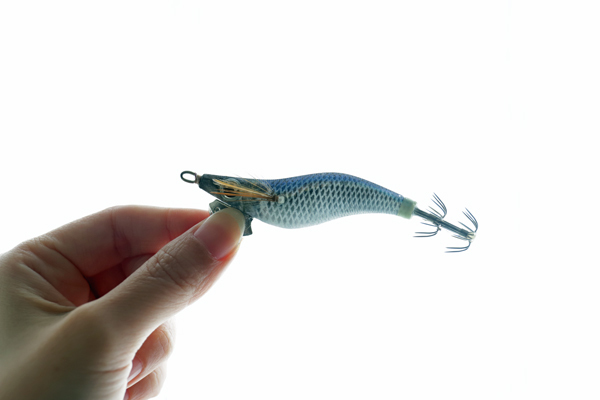 チラツキイワシの写真