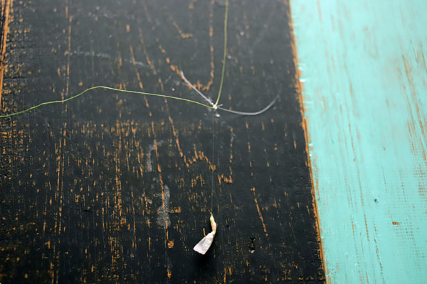 アジング＋サビキ