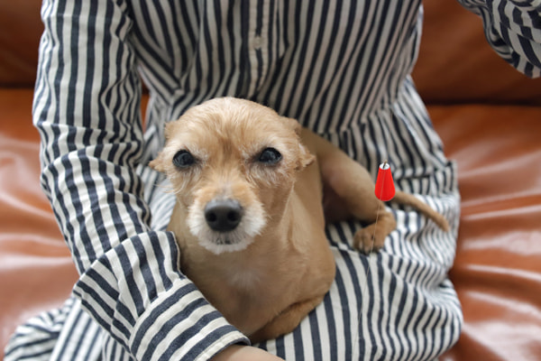 ライトゲーム、ちょい投げ