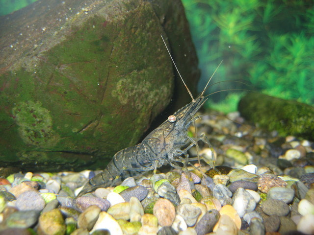 スジエビ(シラサエビ)は釣れる？釣れない？検証してみました