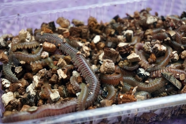 イソメ(ジャリメ、ゴカイ)