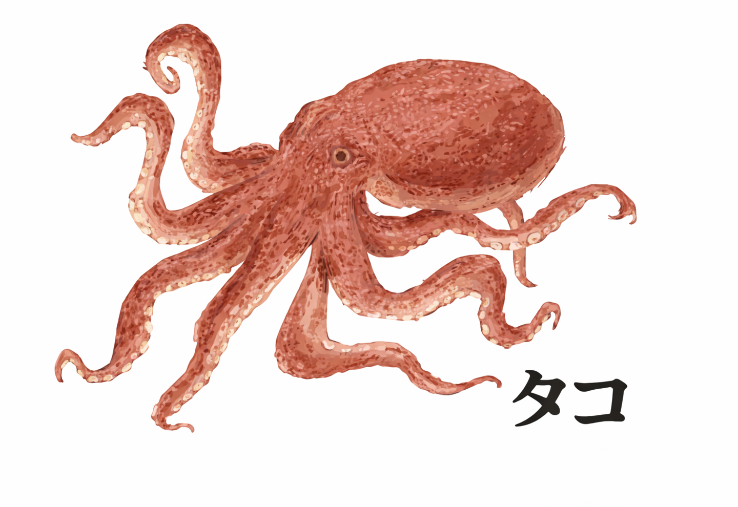 タコのイラスト
