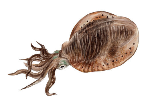 アオリイカのイラスト